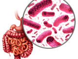 Digestion bacteria and intestine or gut flora as intestinal bacterium medical anatomy concept as a 3D illustration.