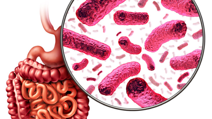 Digestion bacteria and intestine or gut flora as intestinal bacterium medical anatomy concept as a 3D illustration.